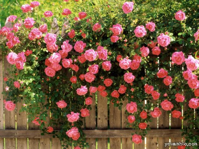 Image005[1]